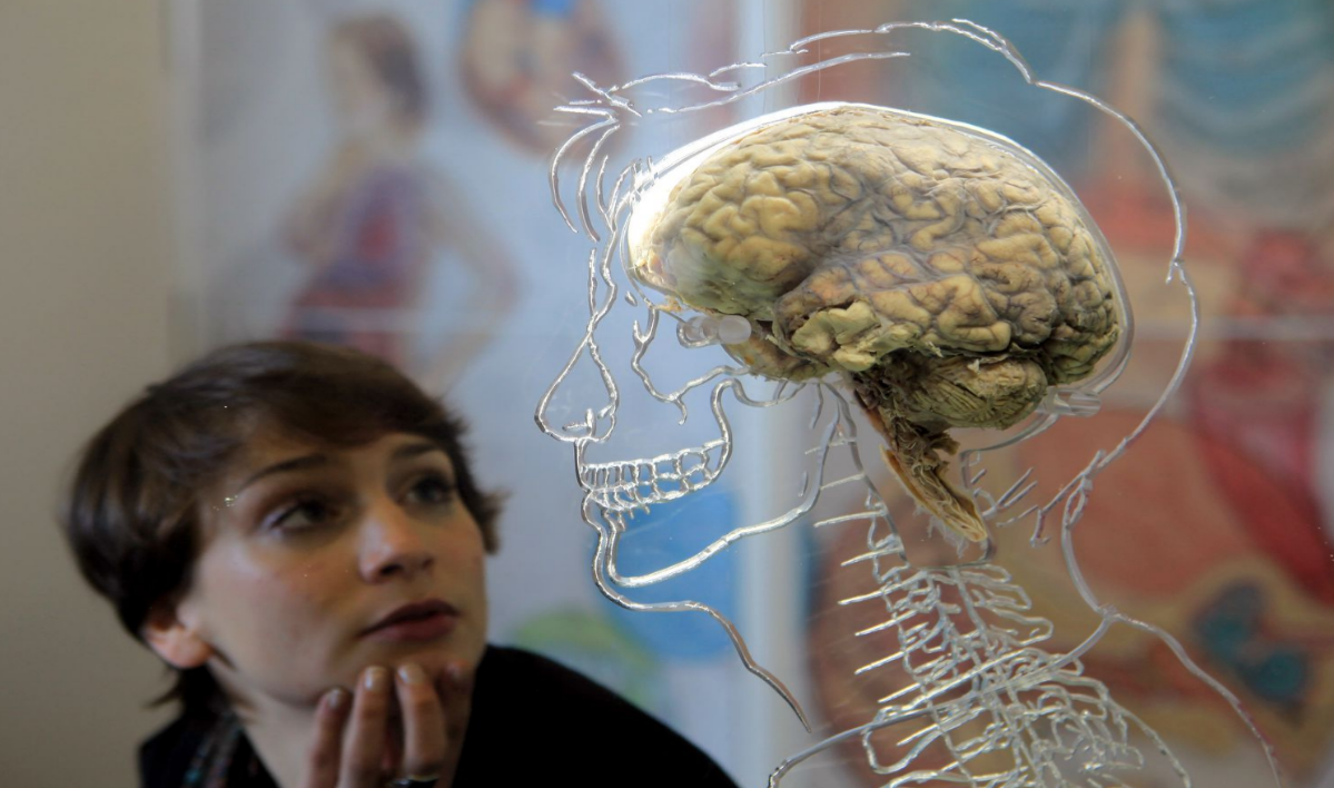 How Big Is a Human Brain