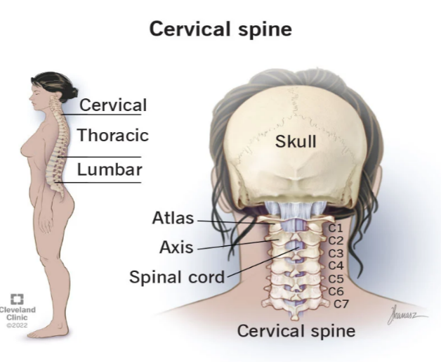 Cervical Spine (Neck): What It Is, Anatomy & Disorders
