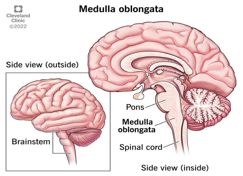 Medulla Oblongata: What It Is, Function & Anatomy